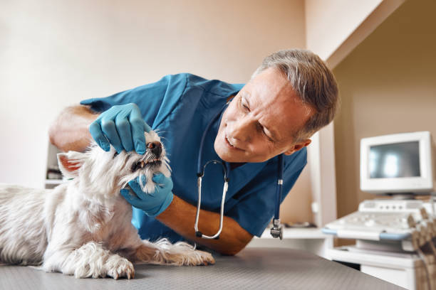 Best 24-Hour Emergency Dentist in Montoursville, PA